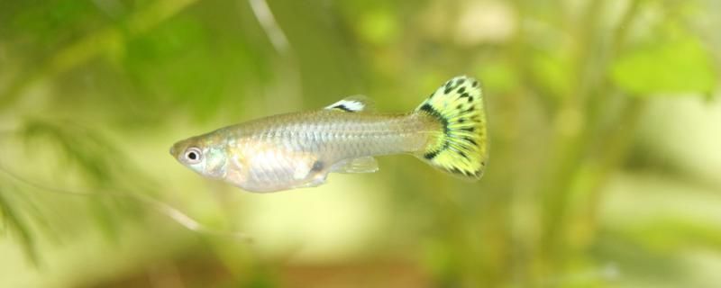 孔雀魚幾月份生小魚怎么繁殖 孔雀魚幾月份生小魚怎么繁殖 黃金貓魚百科