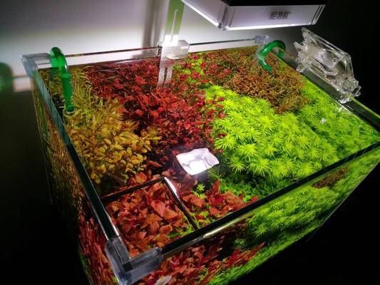 龍魚咬龍魚會不會有事兒：龍魚相咬，探秘水族箱中的爭斗之謎