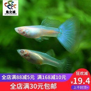 6mm玻璃魚缸極限