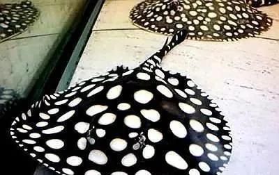 魟魚下鹽好處：關于魟魚下鹽的好處，主要有以下幾個方面