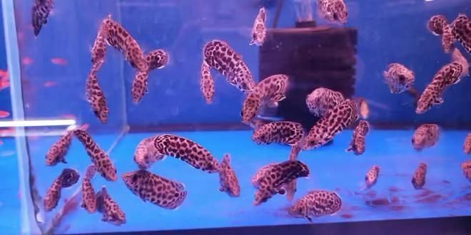 鯊魚卵胎生的進化意義,鯊魚的卵胎生進化 虎魚百科 第4張 鯊魚卵胎生的進化意義,鯊魚的卵胎生進化 鯊魚卵胎生的進化意義,鯊魚的卵胎生進化 虎魚百科 第4張