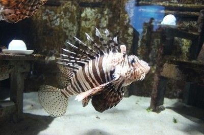 魟魚尾巴尖白了：\"魟魚尾巴尖白了\"