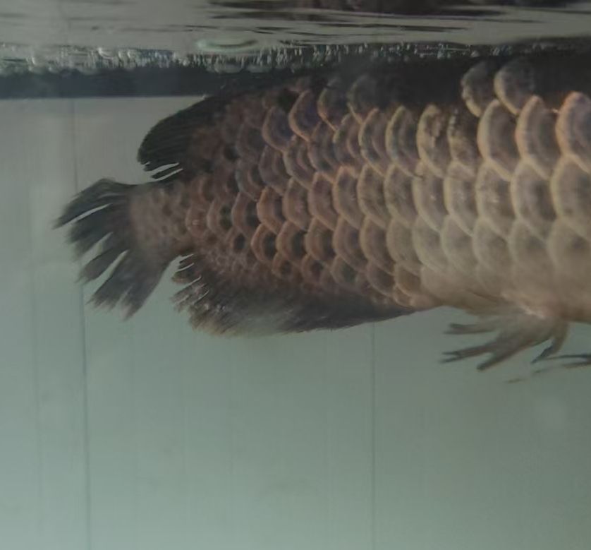 兄弟姐妹麻煩幫我看看我家魚怎么回事謝謝