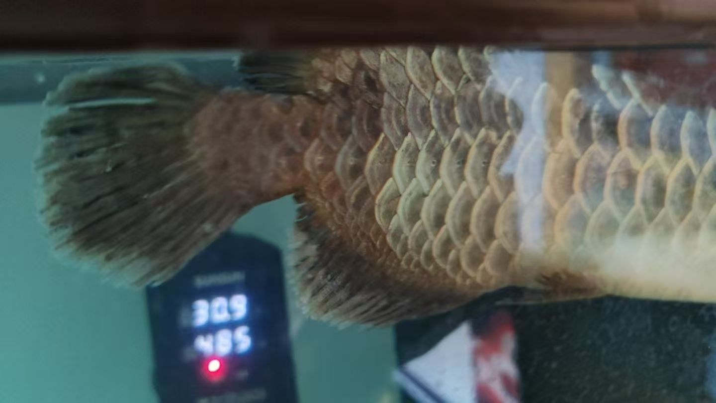 兄弟姐妹麻煩幫我看看我家魚怎么回事謝謝