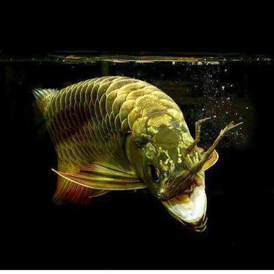 紅龍魚麻藥下多了會死么vs祥龍魚場：紅龍魚麻藥使用過量會導致死亡嗎？