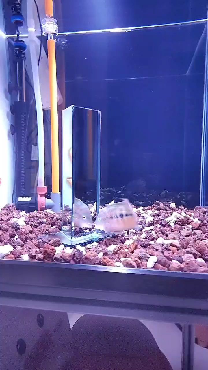 頭都縮沒了