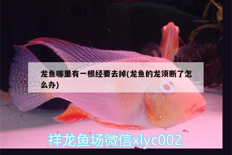 龍魚哪里有一根經(jīng)要去掉(龍魚的龍須斷了怎么辦)