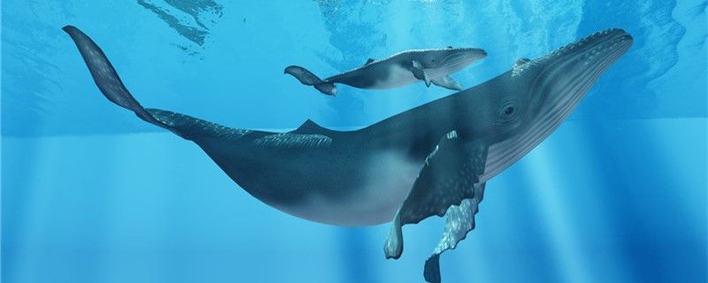 鯨魚(yú)和海馬哪個(gè)是真正的魚(yú)哪個(gè)是哺乳動(dòng)物