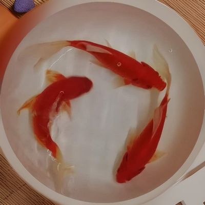 錦鯉最貴的三個顏色（錦鯉價格排行榜） 錦鯉最貴的三個顏色（錦鯉價格排行榜） 蝴蝶鯉百科 第2張