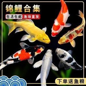 龍鳳鯉魚,龍鳳鯉魚的市場價格 魚缸百科 第1張 龍鳳鯉魚,龍鳳鯉魚的市場價格 龍鳳鯉魚,龍鳳鯉魚的市場價格 魚缸百科 第1張