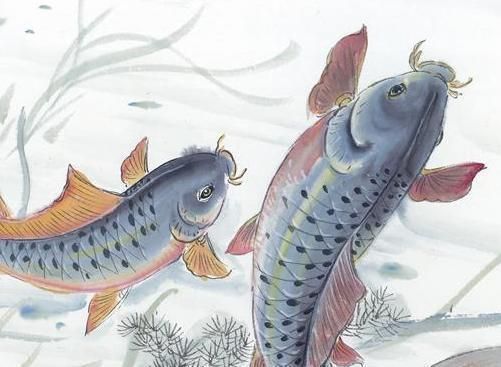 龍鳳鯉魚,龍鳳鯉魚的市場價格 魚缸百科 第5張 龍鳳鯉魚,龍鳳鯉魚的市場價格 龍鳳鯉魚,龍鳳鯉魚的市場價格 魚缸百科 第5張