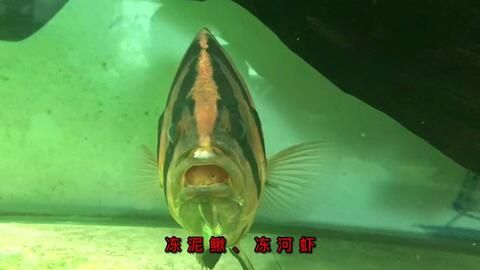 虎魚不吃泥鰍段：虎魚不吃泥鰍段可能有多種原因及解決方案及解決方案