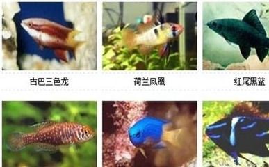 龍魚養不活的原因：龍魚養不活，探尋背后的奧秘與破解之道