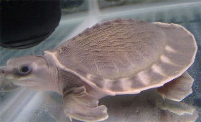 豬鼻龜的介紹和特點：豬鼻龜怎么養？