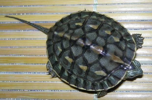 豬鼻龜兇不兇怎么判斷的：豬鼻龜如何區(qū)分公母 豬鼻龜兇不兇怎么判斷的：豬鼻龜如何區(qū)分公母 豬鼻龜百科 第2張