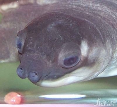 豬鼻龜兇不兇怎么判斷的：豬鼻龜如何區(qū)分公母 豬鼻龜兇不兇怎么判斷的：豬鼻龜如何區(qū)分公母 豬鼻龜百科 第4張