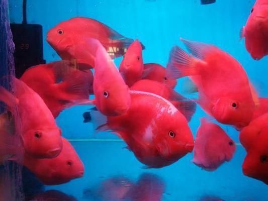龍魚眼睛有白色絮狀物怎么辦圖片大全：龍魚眼睛出現白色絮狀物？別慌，全方位解析與應對指南