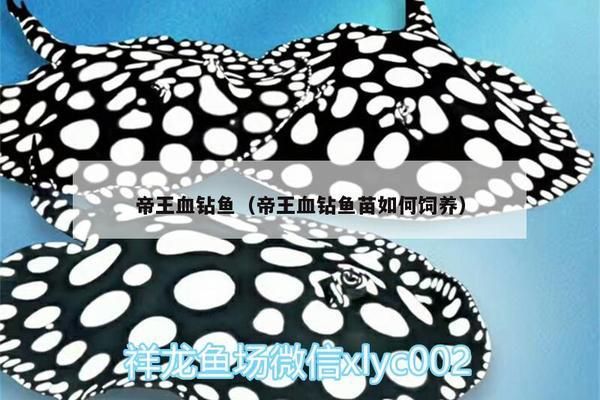 龍魚眼睛有白膜是什么原因引起的呢：龍魚眼睛有白膜之謎，探究背后原因與解決之道