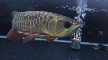 龍魚眼睛有白膜幾天能好?。糊堲~眼睛白膜之謎，成因、恢復周期及應對之策