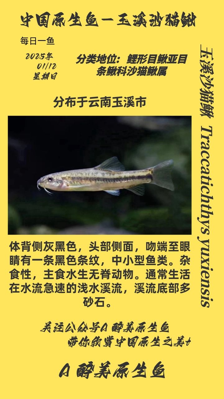 玉溪沙貓鰍
