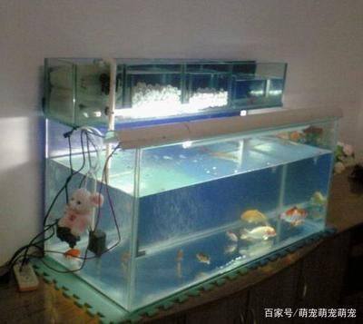 養(yǎng)魟魚需要多大的魚缸合適：養(yǎng)魟魚需要多大魚缸合適