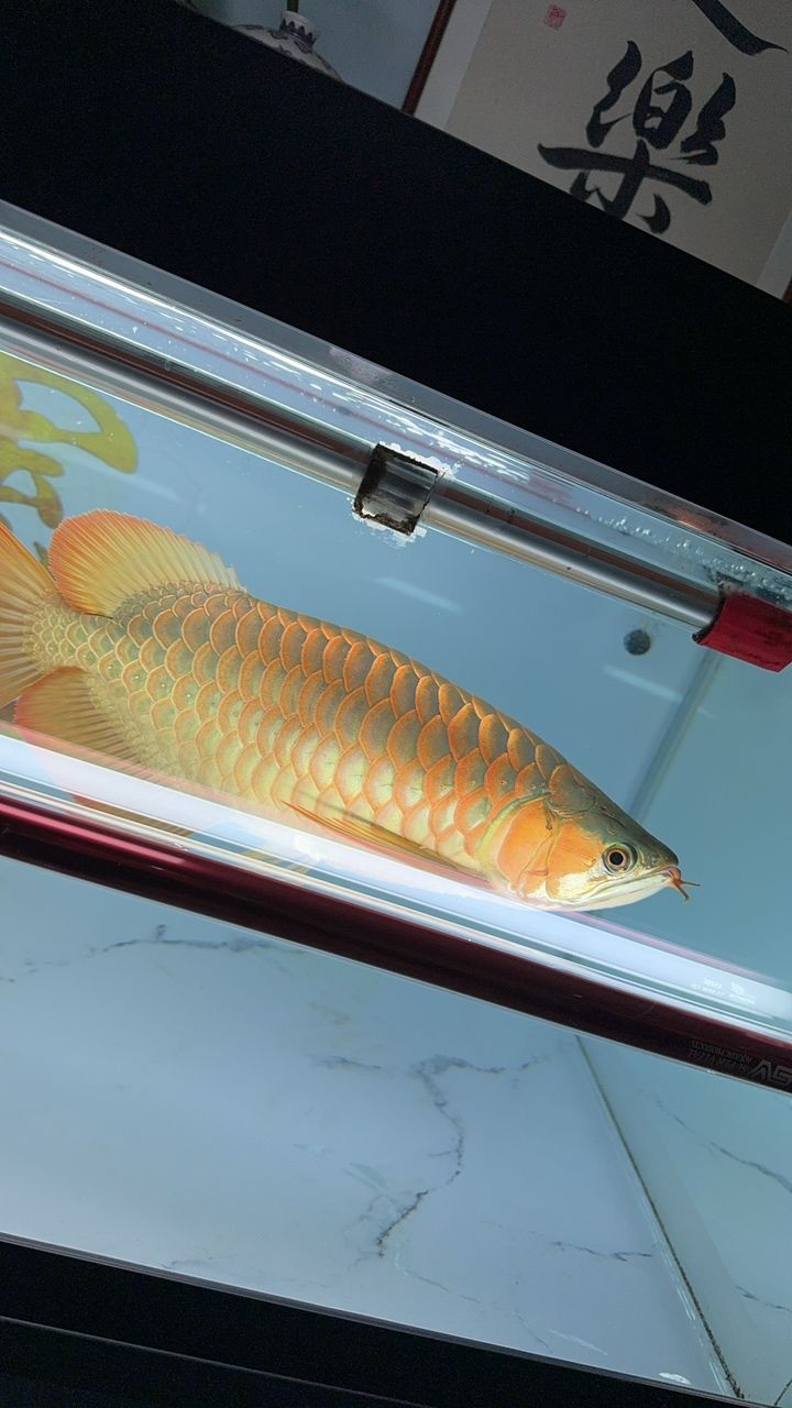 180天挑戰 180天挑戰 龍魚論壇 第2張