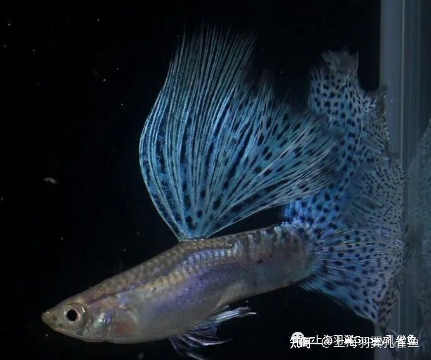 觀賞魚能郵寄嗎現在多少錢（全球寵物航空運輸政策概覽不同國家和地區的航空公司對不起） 觀賞魚能郵寄嗎現在多少錢（全球寵物航空運輸政策概覽不同國家和地區的航空公司對不起） 可麗愛魚缸 第3張