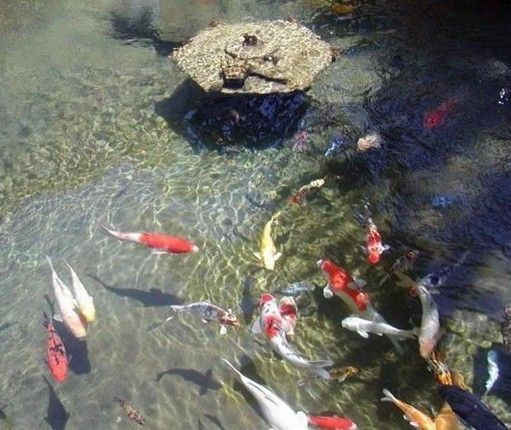 龍魚眼睛起白膜：龍魚眼睛異常之白膜與爬缸現象探究