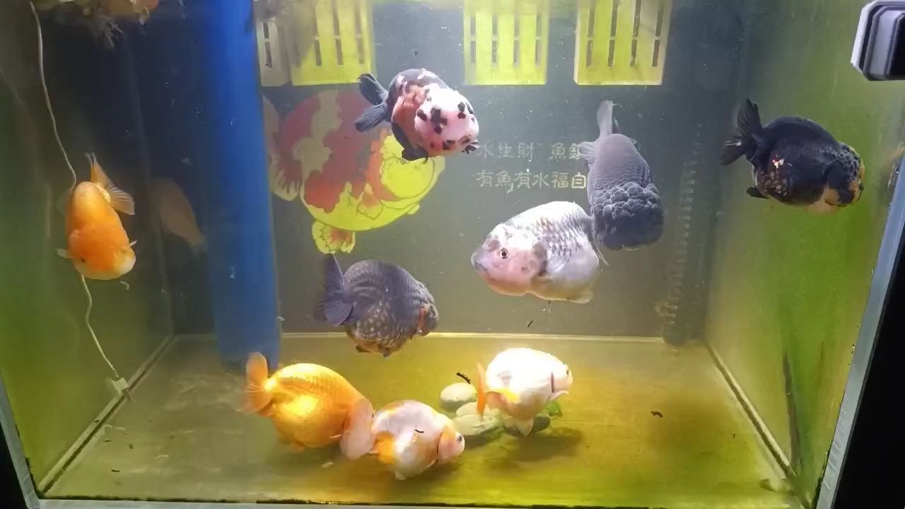 年前可以鋪上地毯 年前可以鋪上地毯 龍魚論壇