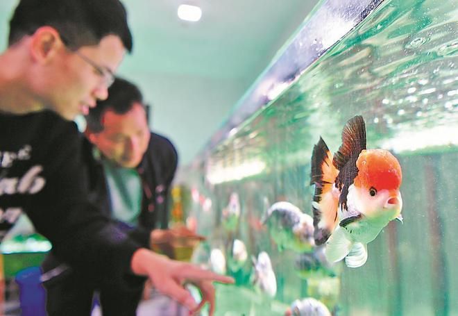 龍魚眼睛上長白膜怎么辦啊：龍魚眼睛上長白膜怎么辦？全面解析與應對策略