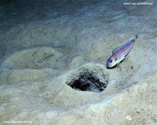 龍魚眼睛發黑怎么回事?龍魚眼睛發黑，原因探尋與應對之策