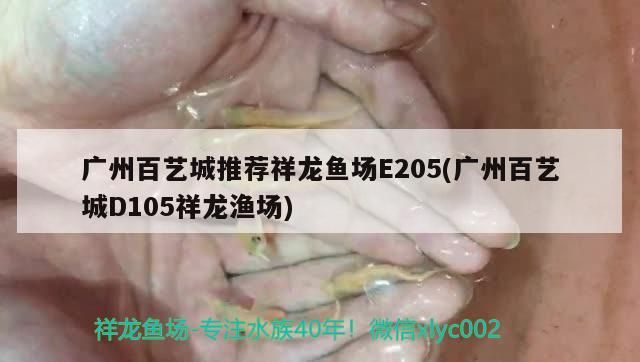 紅龍魚糧 廣州百藝城推薦祥龍魚場E205(廣州百藝城D105祥龍漁場) vs祥龍魚場 廣州百藝城推薦祥龍魚場E205(廣州百藝城D105祥龍漁場) 廣州百藝城推薦祥龍魚場E205(廣州百藝城D105祥龍漁場) vs祥龍魚場