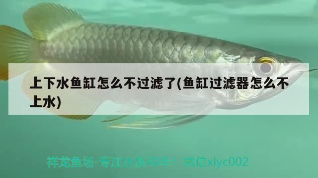上下水魚缸怎么不過濾了(魚缸過濾器怎么不上水) 上下水魚缸怎么不過濾了(魚缸過濾器怎么不上水) 錦鯉魚百科