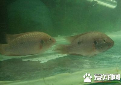 龍魚需要放海鹽嗎為什么：龍魚養(yǎng)護(hù)中海鹽使用的深度剖析