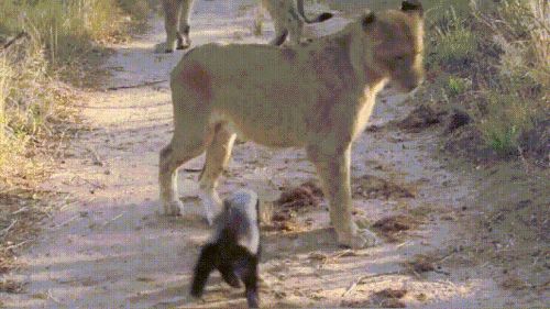 龍魚需要多少水溫養：龍魚飼養之水溫奧秘，探尋適宜生存的溫度邊界 龍魚需要多少水溫養：龍魚飼養之水溫奧秘，探尋適宜生存的溫度邊界 龍魚百科 第2張