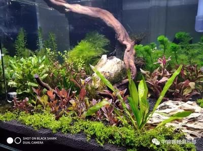 龍魚需要多大缸才能養活：龍魚飼養，選對魚缸大小是關鍵