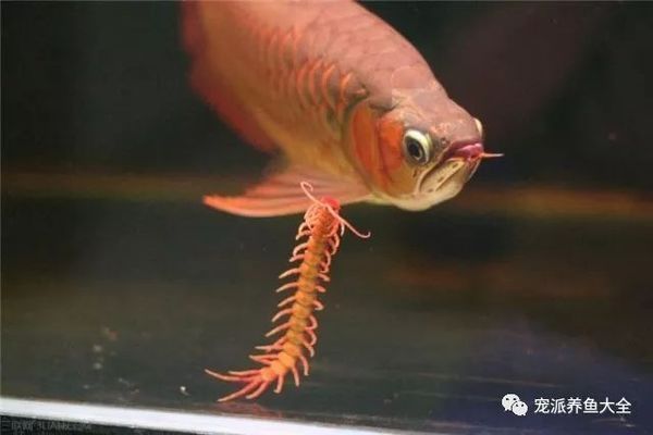 龍魚吃什么最好消化食物vs祥龍魚場：祥龍魚場飼料評價，龍魚日常飲食指南