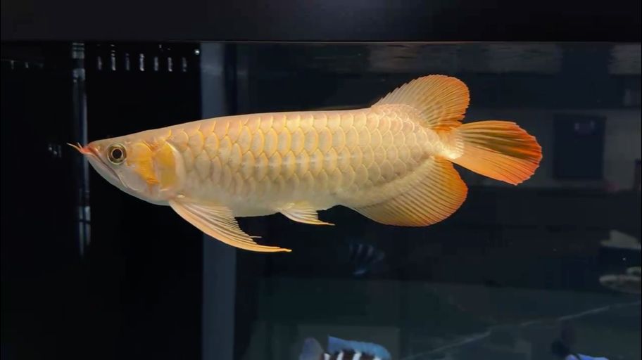 2025-1-13 2025-1-13 龍魚論壇