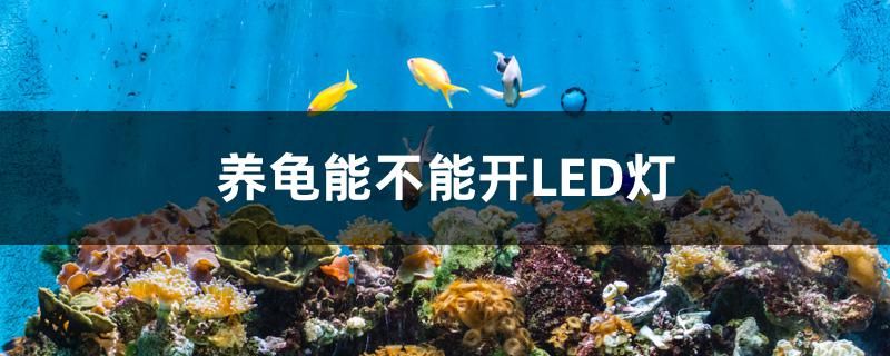 養(yǎng)龜能不能開(kāi)LED燈 養(yǎng)龜能不能開(kāi)LED燈 元寶鳳凰魚(yú)百科
