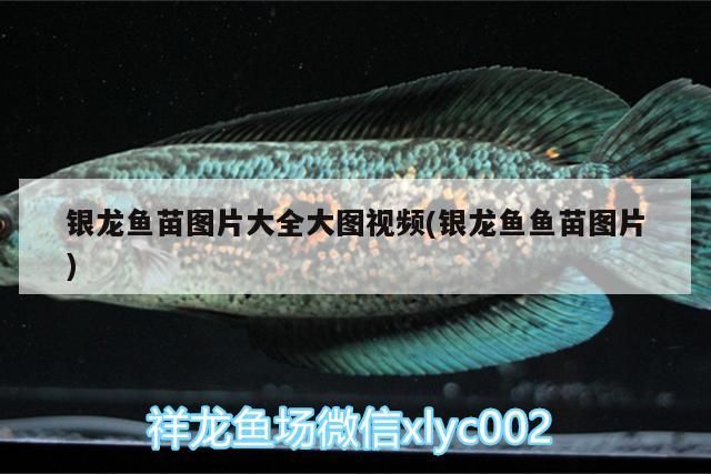 銀龍魚苗圖片大全大圖視頻(銀龍魚魚苗圖片)