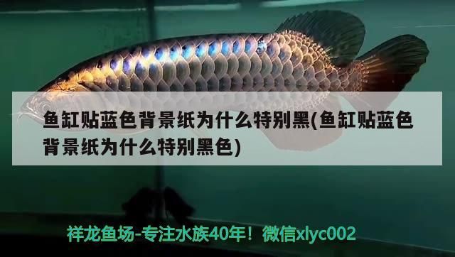 魚缸貼藍色背景紙為什么特別黑(魚缸貼藍色背景紙為什么特別黑色) 魚缸貼藍色背景紙為什么特別黑(魚缸貼藍色背景紙為什么特別黑色) 元寶鳳凰魚百科