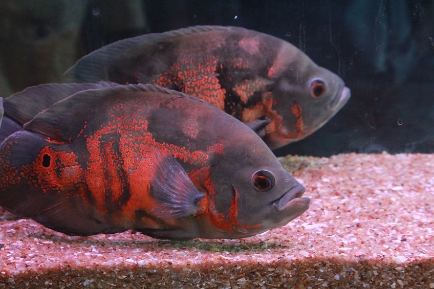 魚缸里可以養(yǎng)桂魚嗎（買的活桂魚放在魚缸能養(yǎng)活嗎） 魚缸里可以養(yǎng)桂魚嗎（買的活桂魚放在魚缸能養(yǎng)活嗎） 速倍妥魚糧魚藥 第2張