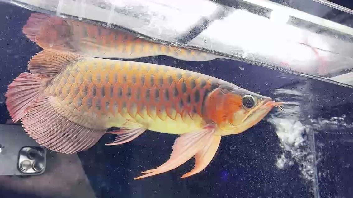 氣質下卦綠皮紅龍 氣質下卦綠皮紅龍 龍魚論壇
