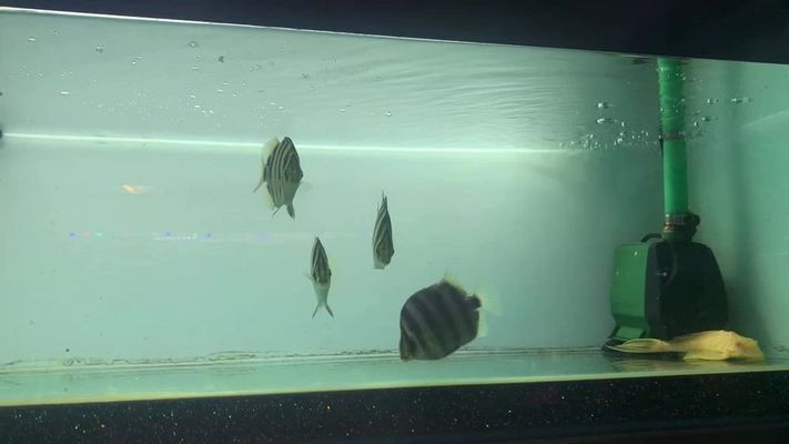 龍魚喜歡開燈還是不開燈好看呢：龍魚，光影交織下的夢幻之美