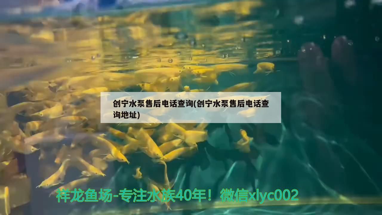 創寧水泵售后電話查詢(創寧水泵售后電話查詢地址)