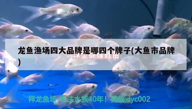 養薩伊藍魚缸要求多大的水位 養薩伊藍魚缸要求多大的水位呢 養薩伊藍魚缸要求多大的水位 養薩伊藍魚缸要求多大的水位呢 黃金貓魚百科 第2張