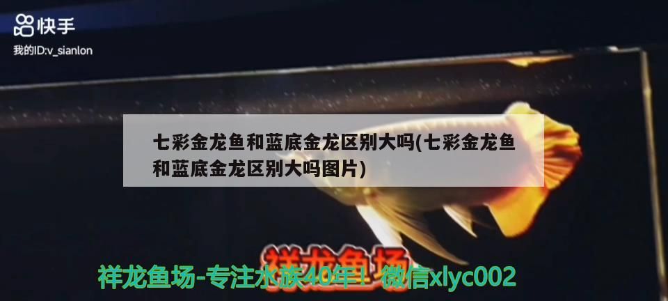 養薩伊藍魚缸要求多大的水位 養薩伊藍魚缸要求多大的水位呢 養薩伊藍魚缸要求多大的水位 養薩伊藍魚缸要求多大的水位呢 黃金貓魚百科 第1張