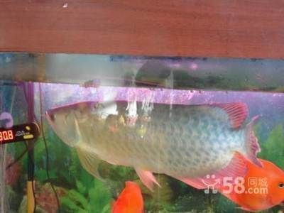 龍魚喂飼料可以嗎視頻：龍魚喂飼料可以嗎？