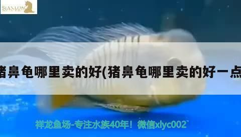 豬鼻龜售賣：豬鼻龜為什么禁賣了為何禁賣了為何禁賣豬鼻龜豬鼻龜