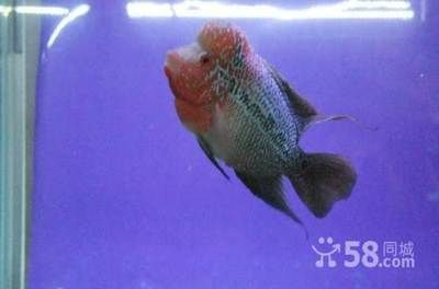 大興黃村賣觀賞魚的地方在哪（大興黃村有哪些地方可以購買觀賞魚） 大興黃村賣觀賞魚的地方在哪（大興黃村有哪些地方可以購買觀賞魚） 一方水族 第1張